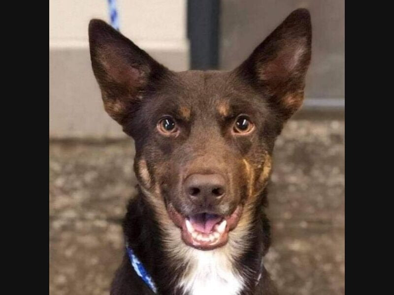 Adopt A Pet From New Berlin Area Shelters: See The Latest Dogs, Cats & More
