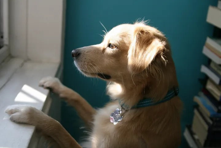 How To Prepare Your Dog For Your Return To The Office
