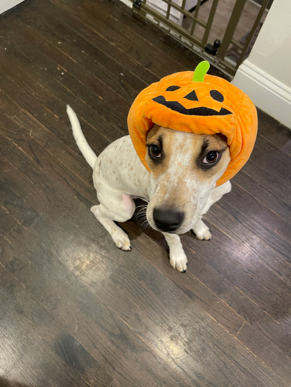Halloween Can Be Scary For Your Pets