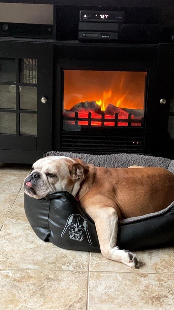 Why your dog's gut is the secret to... well, everything.