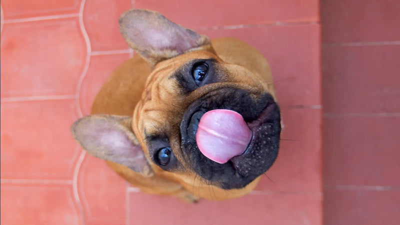 The hidden reason processed pet foods are so addictive