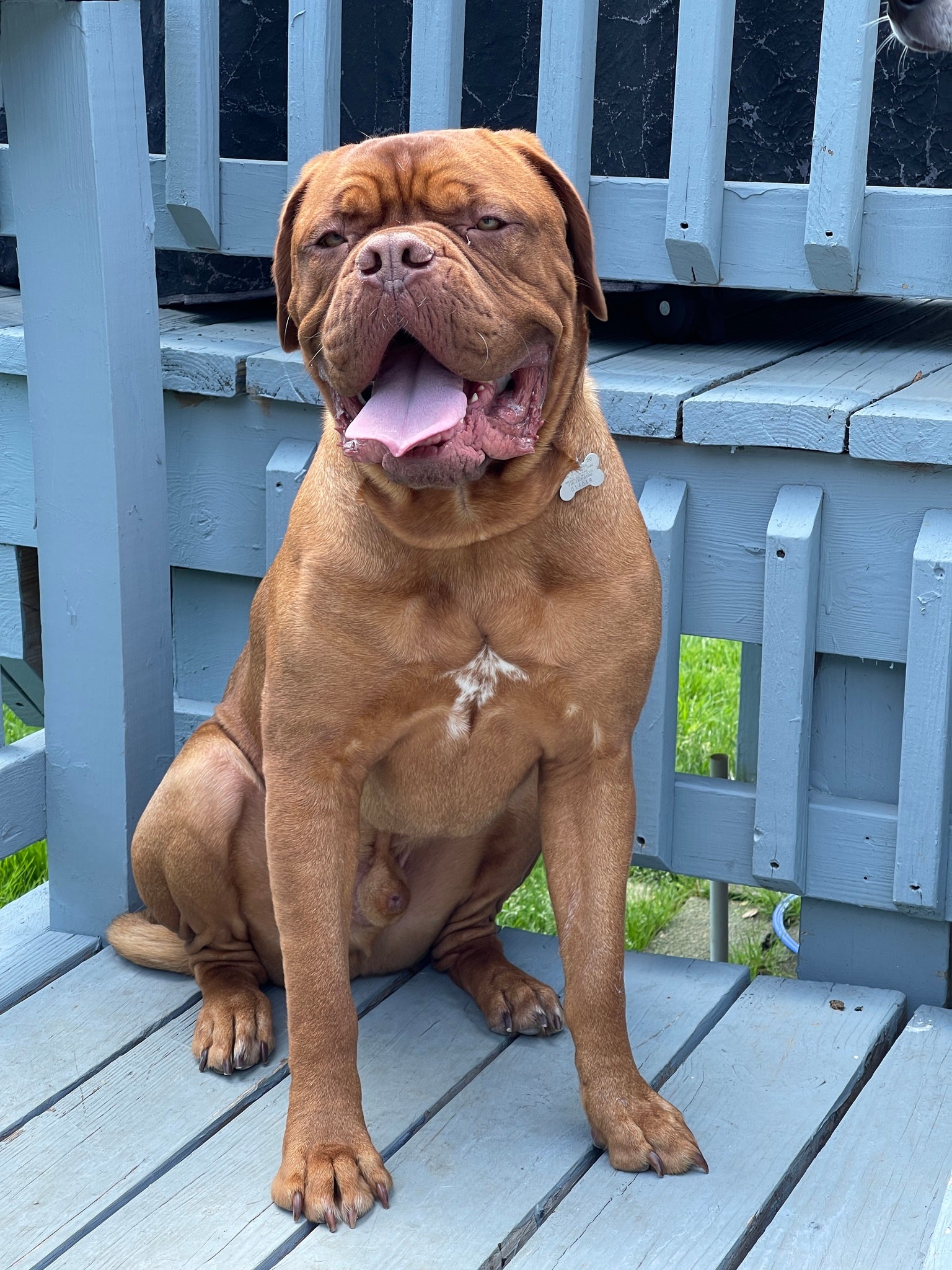 Summer tips for your dog 