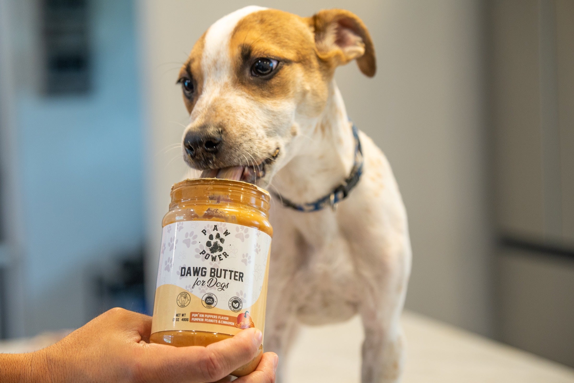 A dog licking Paw Power Dawg Butter straight from the jar
